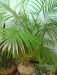 Areca plam